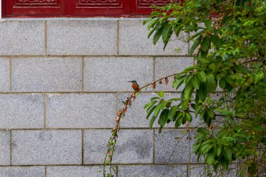 Close-up of gray brick wall under shade of greenery