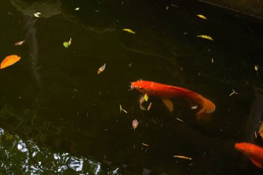 Close-up of koi carps being raised in a pond