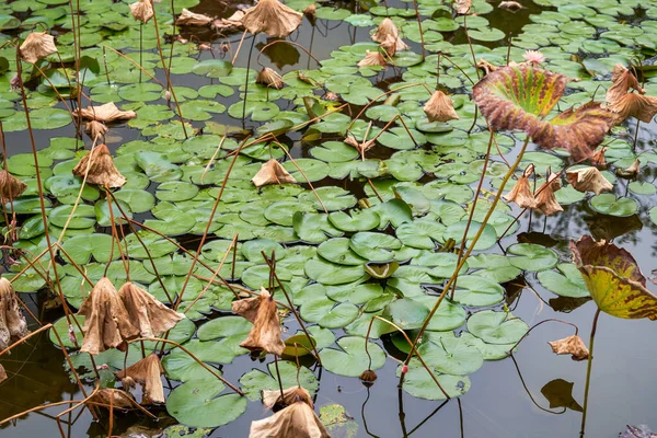 Close-up of lotus leaves and lotus pods in winter lotus pond
