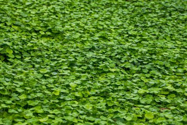 A close-up of the lush and emerald green coin grass all over the screen