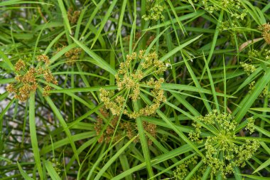 Close-up of lush windmill grass growing in the park