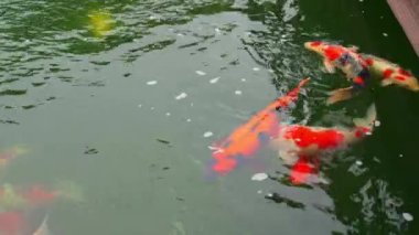 Koi sazan balığı bahçedeki kayalık balık havuzunda büyüdü.