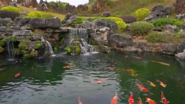 Koi carp raised in a large rockery fish pond in the garden