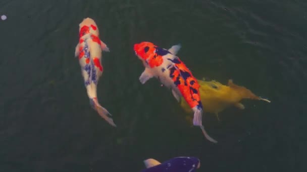 Koi Κυπρίνου Έθεσε Μια Μεγάλη Λίμνη Βραχώδη Ψάρια Στον Κήπο — Αρχείο Βίντεο