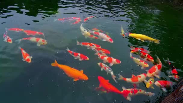 Koi Carp Raised Large Rockery Fish Pond Garden — Video Stock