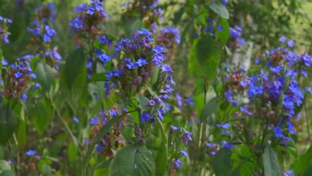 园中盛开的蓝色和紫色花香花的花冠 — 图库视频影像
