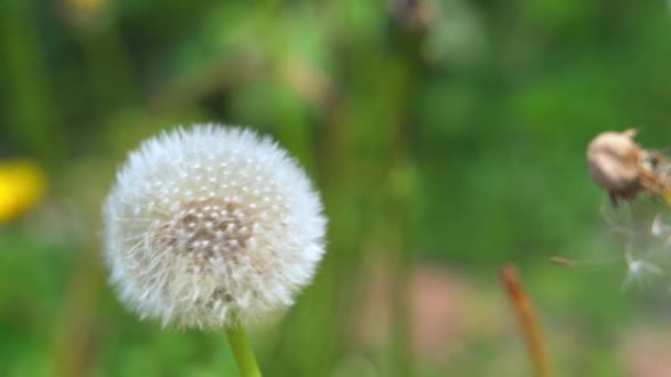 Zralý Kvetoucí Pampeliškový Květ Svá Semena Rozptýlená Větrem — Stock video