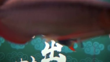 Akvaryumda tropikal balık ve akrovana yetişir.