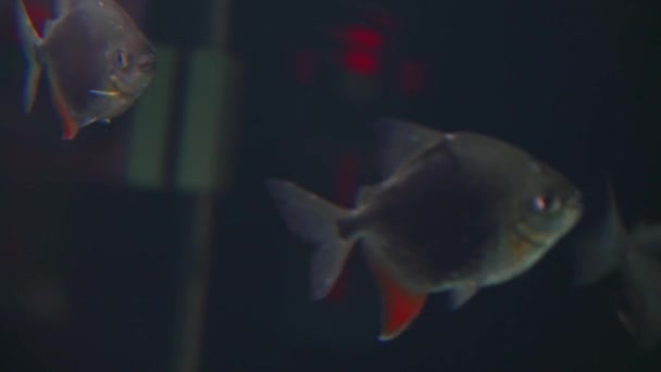 在水族馆养殖的热带鱼类和阿罗瓦纳鱼 — 图库视频影像