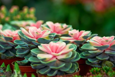 Dolgun ve sulu suları yakından çek.