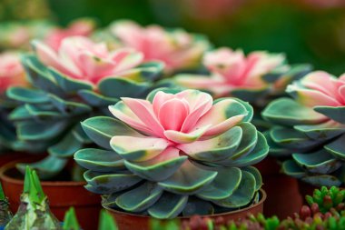 Dolgun ve sulu suları yakından çek.