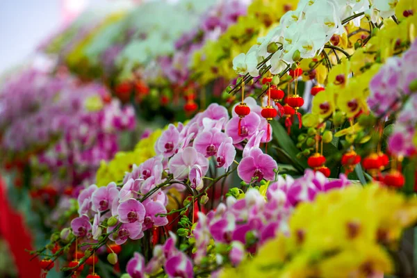 Various Phalaenopsis Orchids Flower Market — Stock Photo, Image