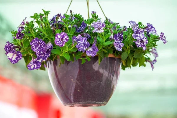 Stock image Petunias of various colors blooming brilliantly in the park