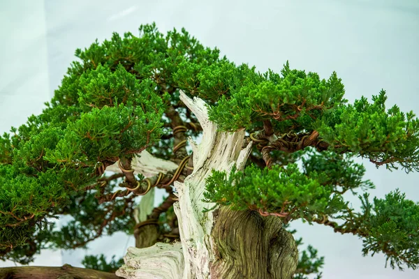 Detailní Záběr Půvabného Stromu Podokarpus — Stock fotografie
