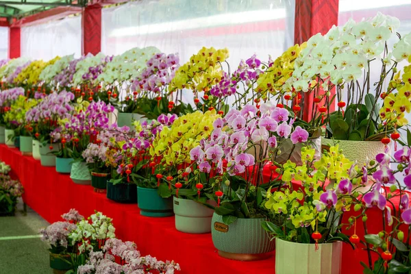 Различные Орхидеи Phalaenopsis Цветочном Рынке Стоковая Картинка