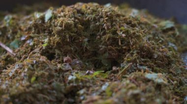 Çin Ching Ming Festivali için geleneksel bir yemek olan beş renkli glutinous pilavı yapma süreci