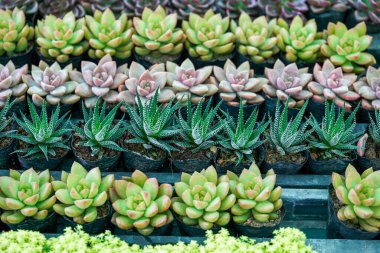 Dolgun ve sulu suları yakından çek.