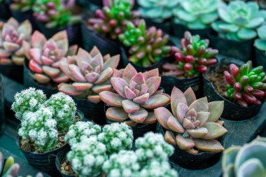 Dolgun ve sulu suları yakından çek.