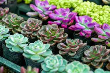 Dolgun ve sulu suları yakından çek.