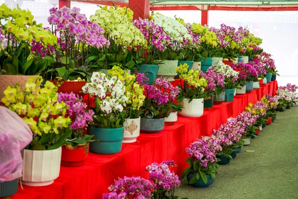 Różne Storczyki Phalaenopsis Rynku Kwiatów — Zdjęcie stockowe