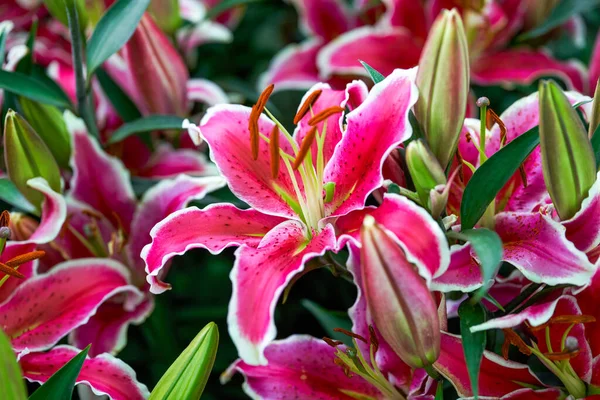 Kwitnące Lilie Targu Kwiatowym — Zdjęcie stockowe