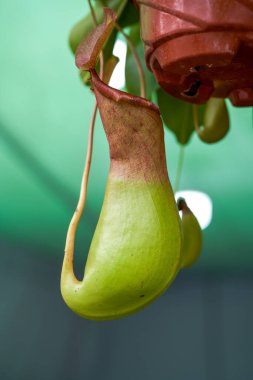 Dolgun ve yemyeşil Nepenthes yakın çekim