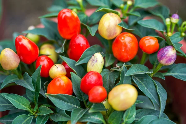 Zbliżenie Kolorowe Papryka Dojrzałych Owoców — Zdjęcie stockowe
