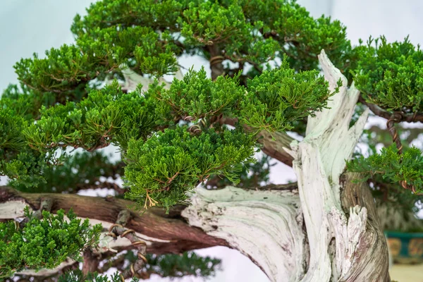 Detailní Záběr Půvabného Stromu Podokarpus — Stock fotografie