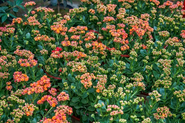 Красива Квітка Каланхое Крупним Планом — стокове фото