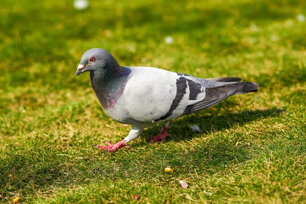 Cute Big Pigeon Outdoor Park — Stock Photo, Image