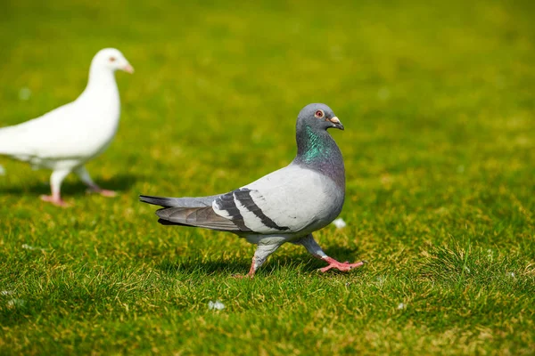 Grand Pigeon Rond Mignon Dans Parc Extérieur — Photo