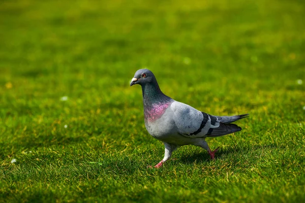 Grand Pigeon Rond Mignon Dans Parc Extérieur — Photo