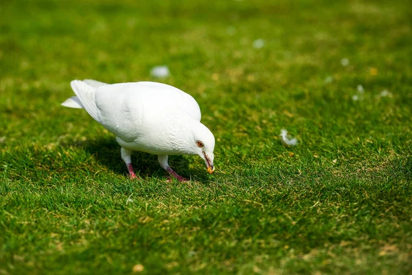 Cute Big Pigeon Outdoor Park — Stock Photo, Image
