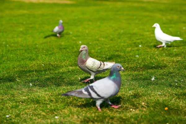 Açık Hava Parkında Yuvarlak Sevimli Bir Güvercin — Stok fotoğraf