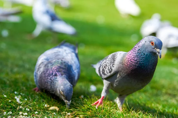 stock image Round and cute big pigeon in outdoor park