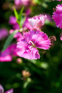 Bahçede çiçek açan Dianthus çiçekleri