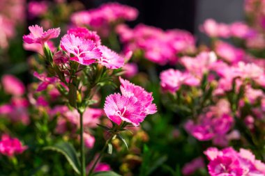 Bahçede çiçek açan Dianthus çiçekleri