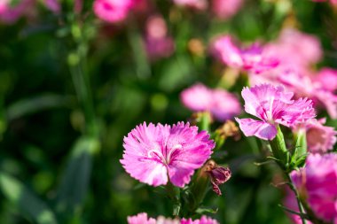 Bahçede çiçek açan Dianthus çiçekleri