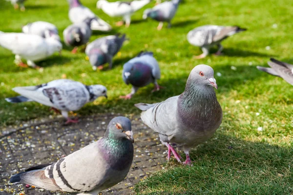 Grands Pigeons Ronds Charmants Sur Place Ville — Photo