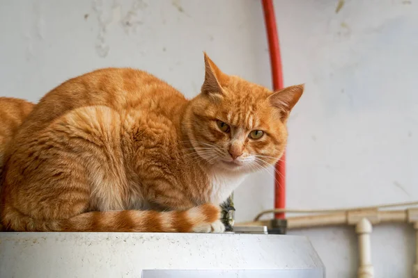 A round and lovely orange cat Chinese pastoral cat