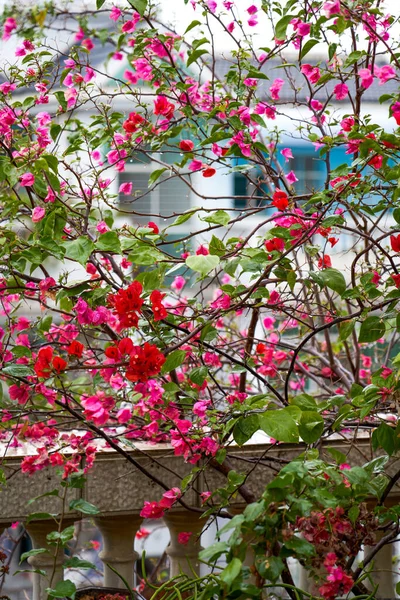 Bougainvillea ดอกไม กในสวน — ภาพถ่ายสต็อก