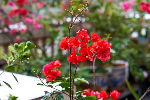 Цветущая Бугенвиллия Посаженная Саду — стоковое фото