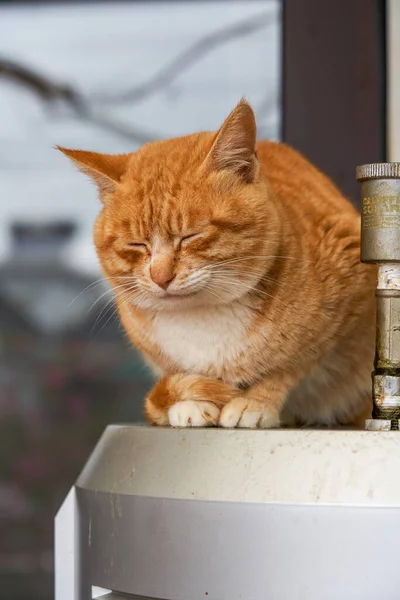 丸みを帯びた美しいオレンジ色の猫中国の牧歌的な猫 — ストック写真