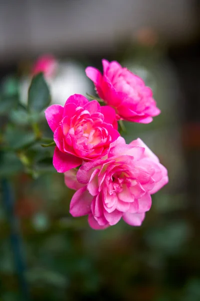 Саду Высажен Цветок Розовой Розы — стоковое фото
