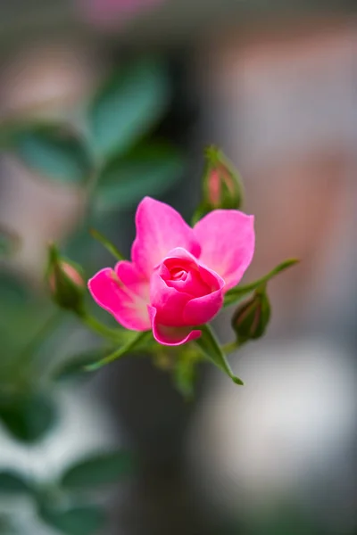 Piękny Kwitnący Różowy Kwiat Róży Sadzone Ogrodzie — Zdjęcie stockowe