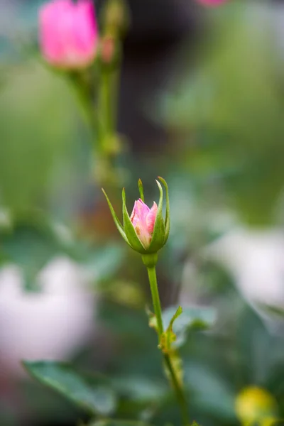 Розовый Бутон Расцветет — стоковое фото