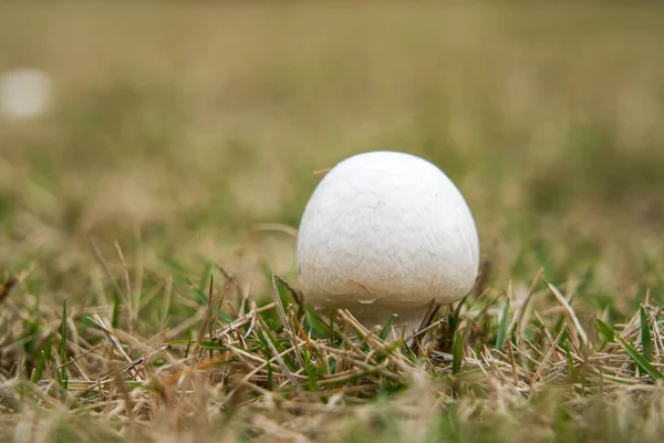 丸みを帯びたふっくらとした野生キノコの真菌クローズアップ — ストック写真