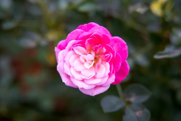 Особенный Двухцветный Розовый Цветок Лицензионные Стоковые Фото