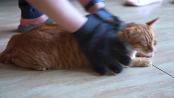 Dueño Gato Prepara Lindo Gato Naranja — Vídeos de Stock