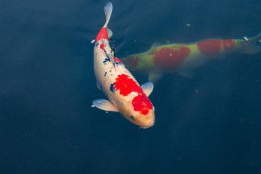 Gelişmiş üreme havuzlarında iyi koiler.